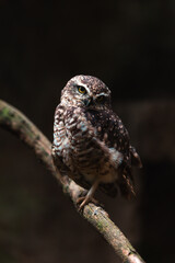 Burrowing owl (Athene cunicularia)