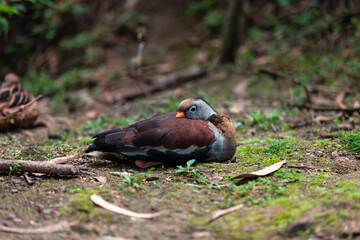 Black-bellied whistling duck (Dendrocygna autumnalis)