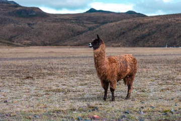 Aluminium Prints Lama llama in the mountains
