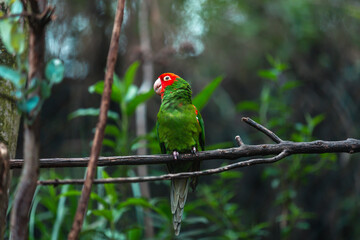 Red-masked parakeet (Psittacara erythrogenys)