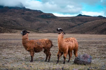 Door stickers Lama llama in the mountains