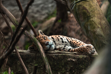 Jaguar (Panthera onca)