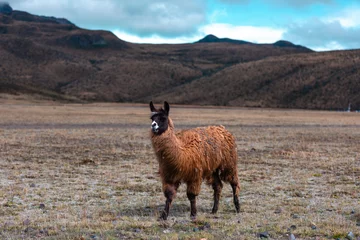 Aluminium Prints Lama llama in the mountains