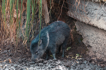 Collared peccary (Pecari tajacu)