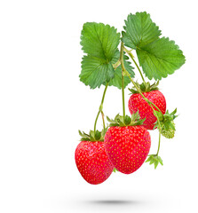 Ripe strawberries with leaves isolated on white background