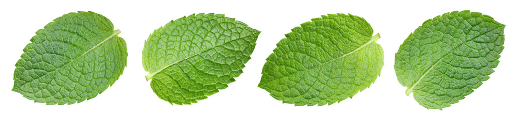 Obraz premium Mint leaf isolate on white. Mint isolated with clipping path. Professional studio macro shooting. Collection mint Clipping Path