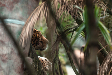 Jaguar (Panthera onca)