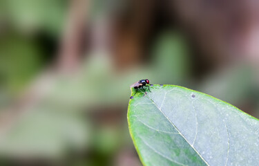 A black bottle fly sitting on a jackfruit leaf