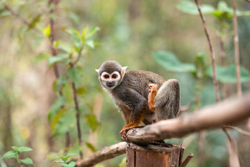 Common squirrel monkey (Saimiri sciureus)