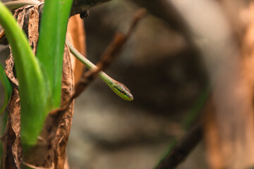 Oxybelis brevirostris