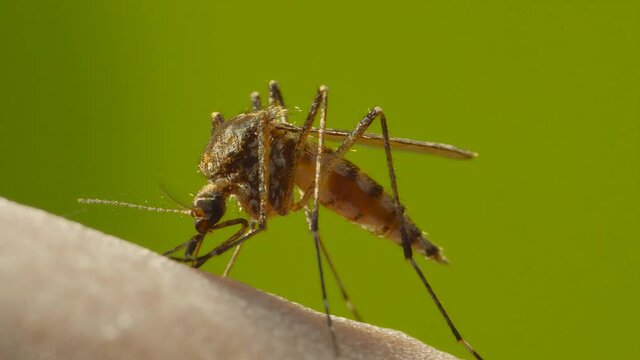 Macro Video of Dangerous Malaria Infected Culex Mosquito Sucking Blood, Leishmaniasis, Encephalitis, Yellow Fever, Dengue Disease, Zika, EEE Virus Parasite Insect Bite