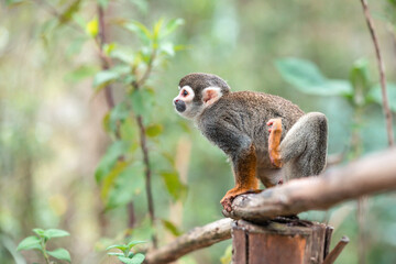 Naklejka na ściany i meble Common squirrel monkey (Saimiri sciureus)