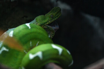 Amazon Basin emerald tree boa (Corallus batesii)