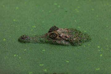 Spectacled caiman (Caiman crocodilus)