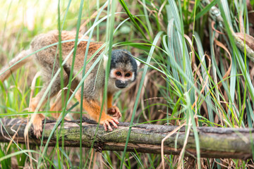 Common squirrel monkey (Saimiri sciureus)
