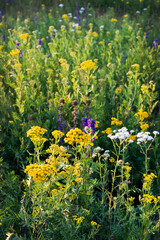 Wild bright flowers in a summer meadow. Many colorful honey plants attract pollinators such as honey bees or bumblebees. Summer walk in the countryside.