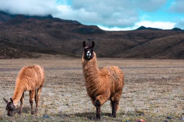 Zelfklevend Fotobehang Cotopaxi Nationaal Park, Ecuador. lama in de bergen © sidoy