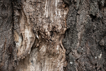 Image of an old cherry tree trunk