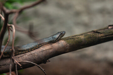  Giant anaconda (Eunectes murinus)
