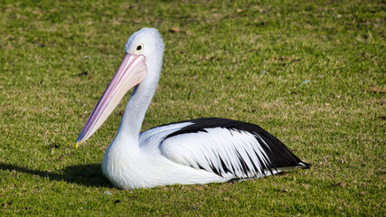 Pelican Resting on the Grass Beside Lake Mulwala