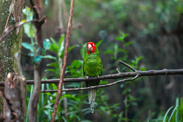 Red-masked parakeet (Psittacara erythrogenys)