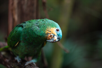 Orange-winged amazon (Amazona amazónica)
