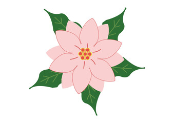 Fototapeta premium illustration of a flower, pink Poinsettia