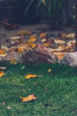 idyllic autumn backyard with plants and tree with golden and orange tones