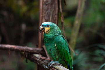 Orange-winged amazon (Amazona amazónica)