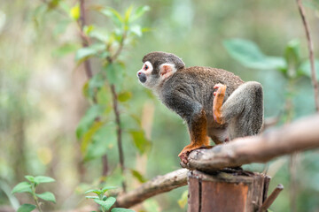 Common squirrel monkey (Saimiri sciureus) on tree