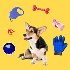 Cute funny dog and different pet accessories on color background