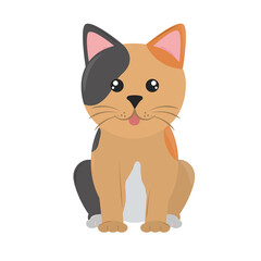 cute pet cat