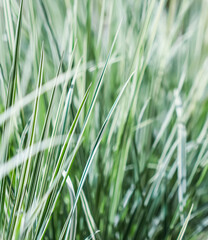 Decorative blue and white green grass. Blue Fescue and Arrhenatherum elatius bulbosum variegatum. Natural background