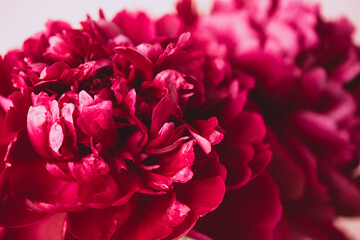 Blooming red burgundy peony flowers close-up on a pastel pink background copy space