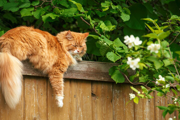The portrait of red domestic cat sleeping on fence among foliage.