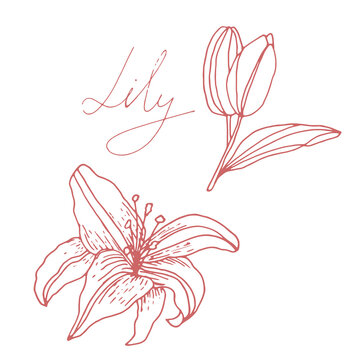Vector image of a Lily flower with a bud, leaves and the inscription-Lily. A sketch. Hand-drawn. Design for fabric, print, wallpaper, tattoo, wedding.