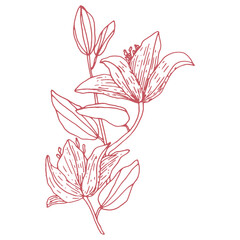 Vector illustration of Lily flowers with a bud and leaves. Pink outline. Design for fabric, print, wallpaper, paper, posters, tattoos.