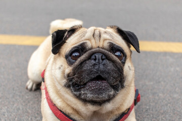 Obraz premium Close-up portrait of a pug dog on the street.