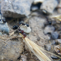 Ants with a shiny black body. The ant drags a large straw with its proboscis. Insects and termites. Macro photo. The concept of hard work. A hard worker.