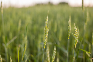 Close-up of green ears of wheat or rye at sunset in a field. World global food with sunset in farm land autumn scene background. Happy Agricultural countryside.