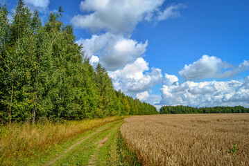 Forest and field landscape at summer day