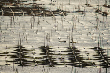 Farmers work at a seaweed farm in Xiapu county, China's Fujian province  © gnomeandi
