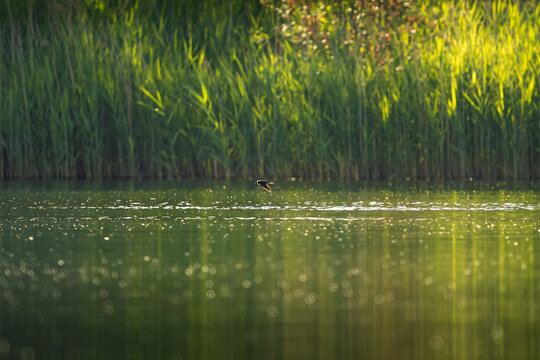 Lake Waters Edge At Sunset With Reed Flat Water And A Swall