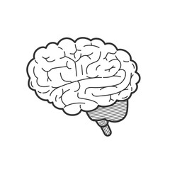 Human brain sketch isolated on white background. Hand drawn style. Vector illustration.