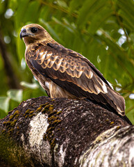 Eagle sitting on a branch