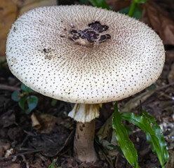 Parasol Mushroom