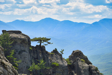 Pine tree on a cliff in the Ghost Valley national park