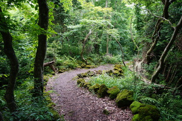 Fototapeta premium a refreshing spring forest with a path