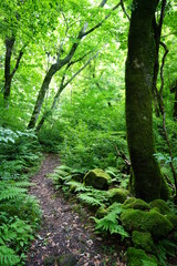 Fototapeta na wymiar a fine pathway through a spring forest