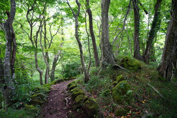 Fototapeta na wymiar a fine pathway through a spring forest